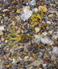Kieselstr�nde in D�nemark
