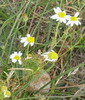 Blumen in D�nen. Blumen in den D�nenlandschaften an der d�nischen Nordseek�ste.