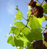 Herbstgedichte - Hier gibt es mehr Herbstgedichte...