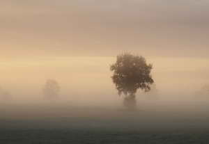 Herbstgedicht mit faszinierendem Nebel
